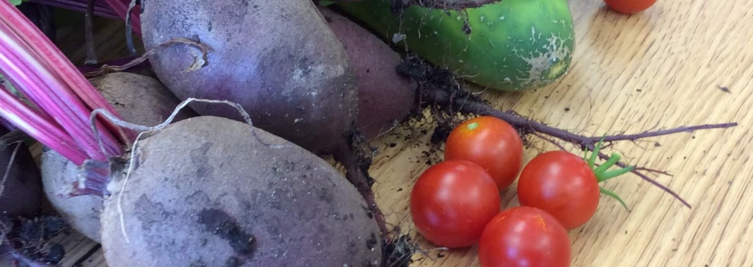 Gardening Project | Preschool 