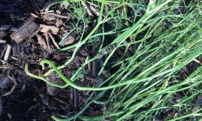 Caring for Caterpillars