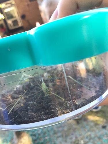 Caterpillar