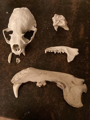 Variety of bones laid out on a table