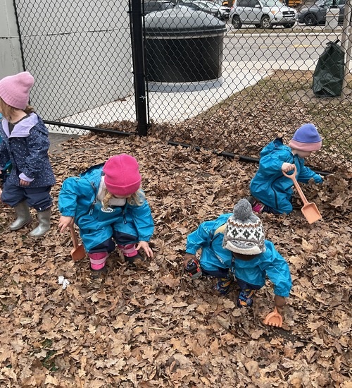 exploring leaves